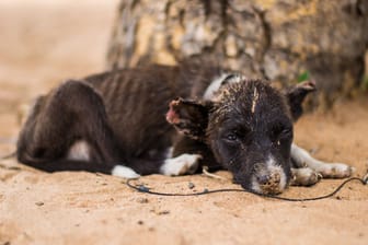 Sad, neglected, mistreated or abused and abandoned puppy dog