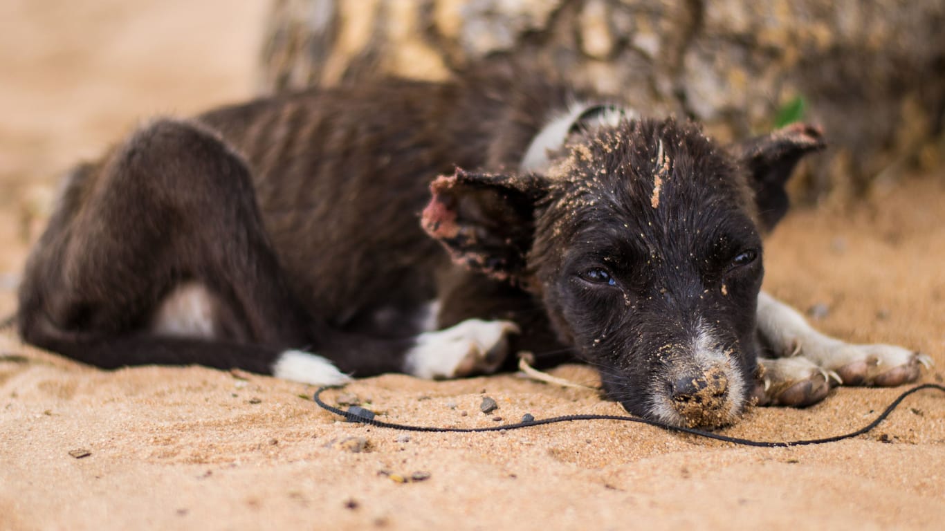 Sad, neglected, mistreated or abused and abandoned puppy dog