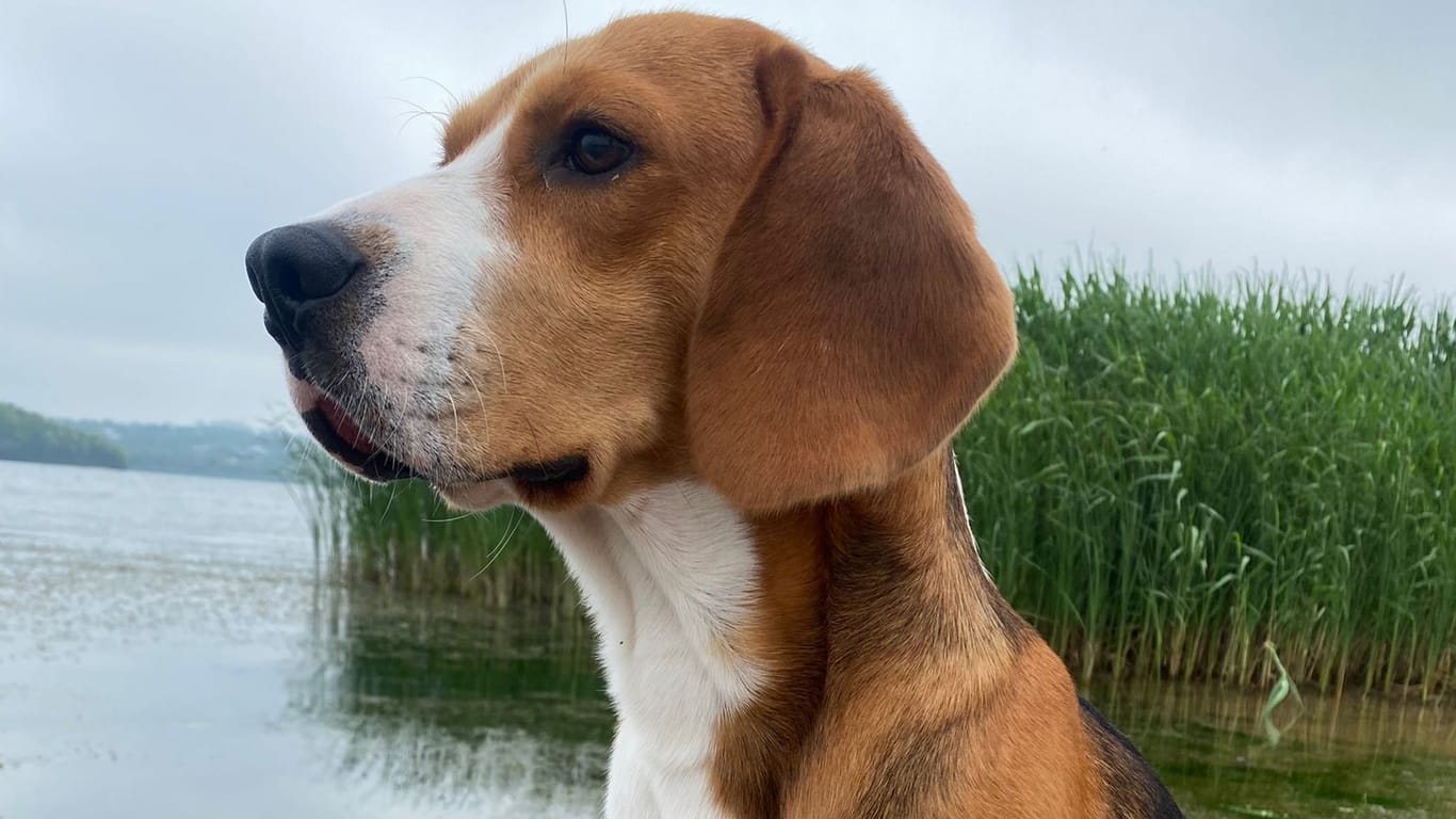 Hund Pablo: Ein Zeuge sah, wie ein Mann den Beagle entführt haben soll.