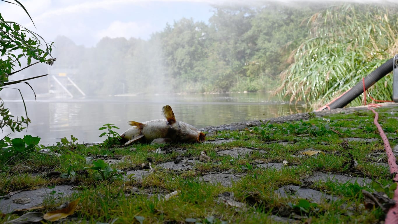 Ein toter Fisch liegt am Ufer des Westparksees: Die Einsatzkräfte versuchten, ein noch größeres Fischsterben zu verhindern.