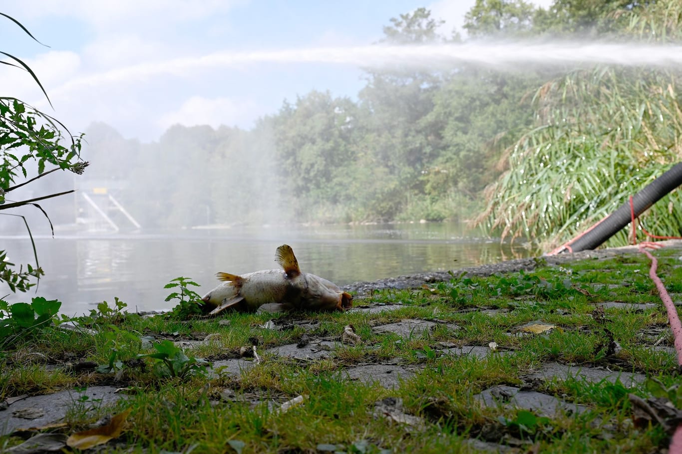 Ein toter Fisch liegt am Ufer des Westparksees: Die Einsatzkräfte versuchten, ein noch größeres Fischsterben zu verhindern.