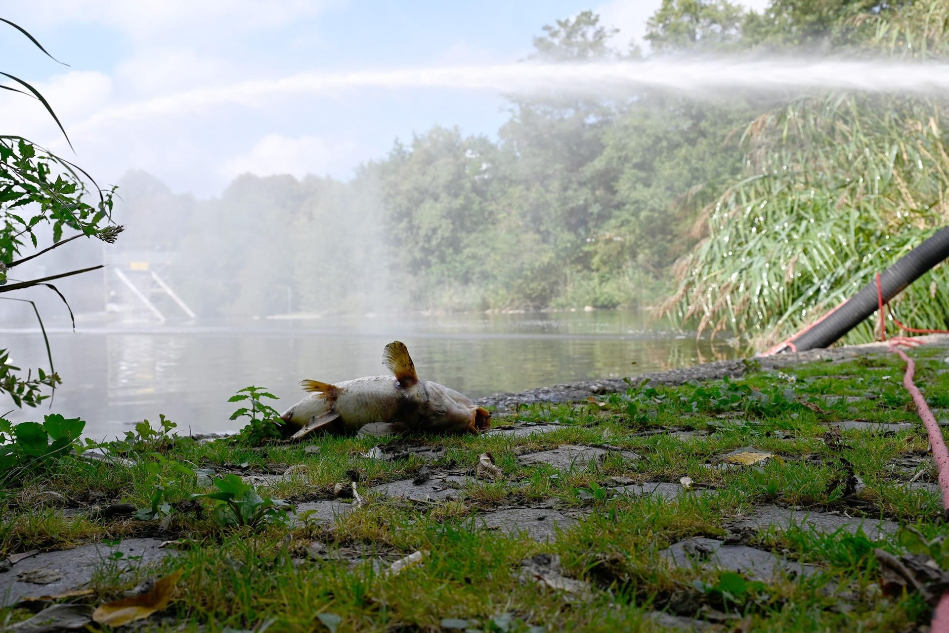 Ein toter Fisch liegt am Ufer des Westparksees: Die Einsatzkräfte versuchten, ein noch größeres Fischsterben zu verhindern.