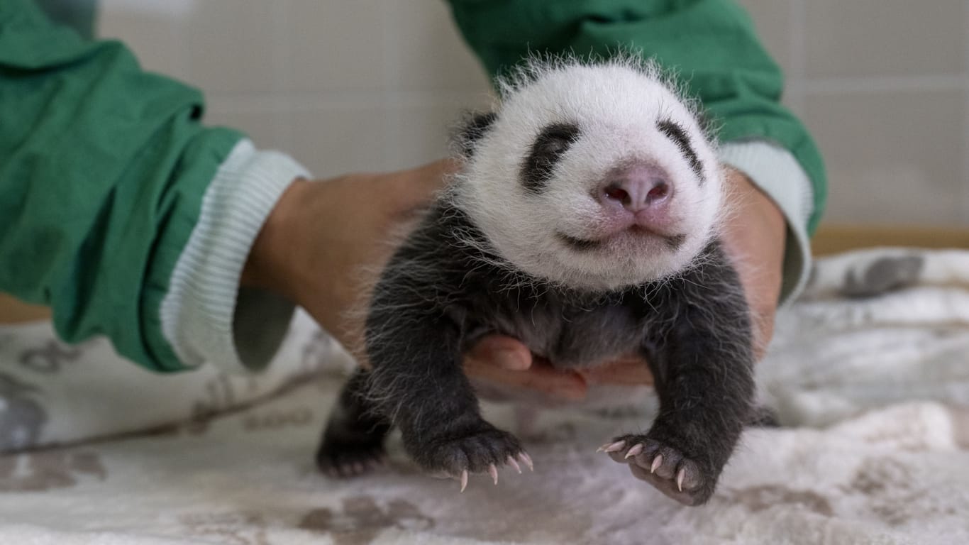 Zoo Berlin: Die Jungtiere können mittlerweile hören.