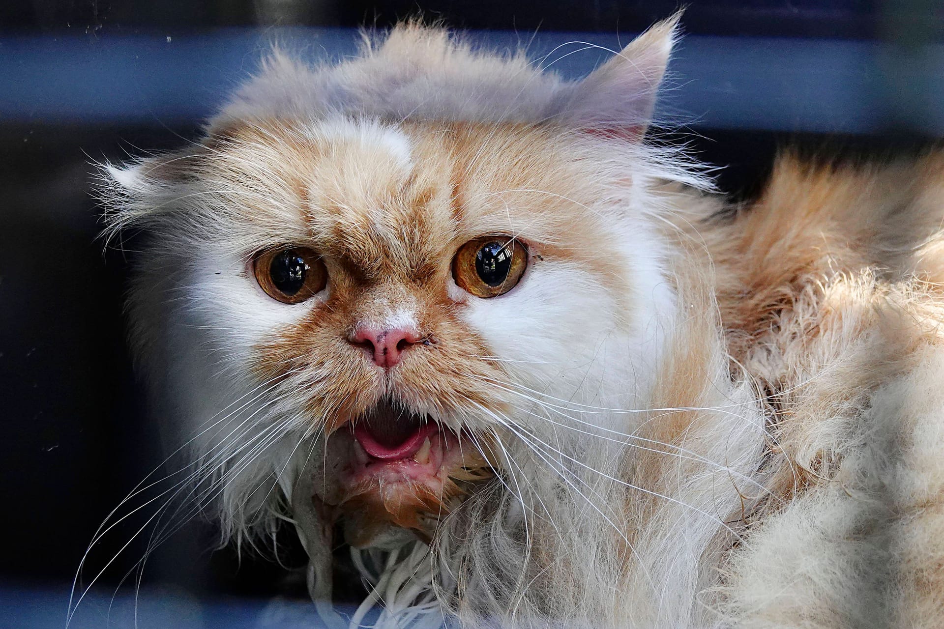 Katze in einem Tierheim (Symbolfoto): Im Aachener Tierheim ist die Katzenseuche ausgebrochen.