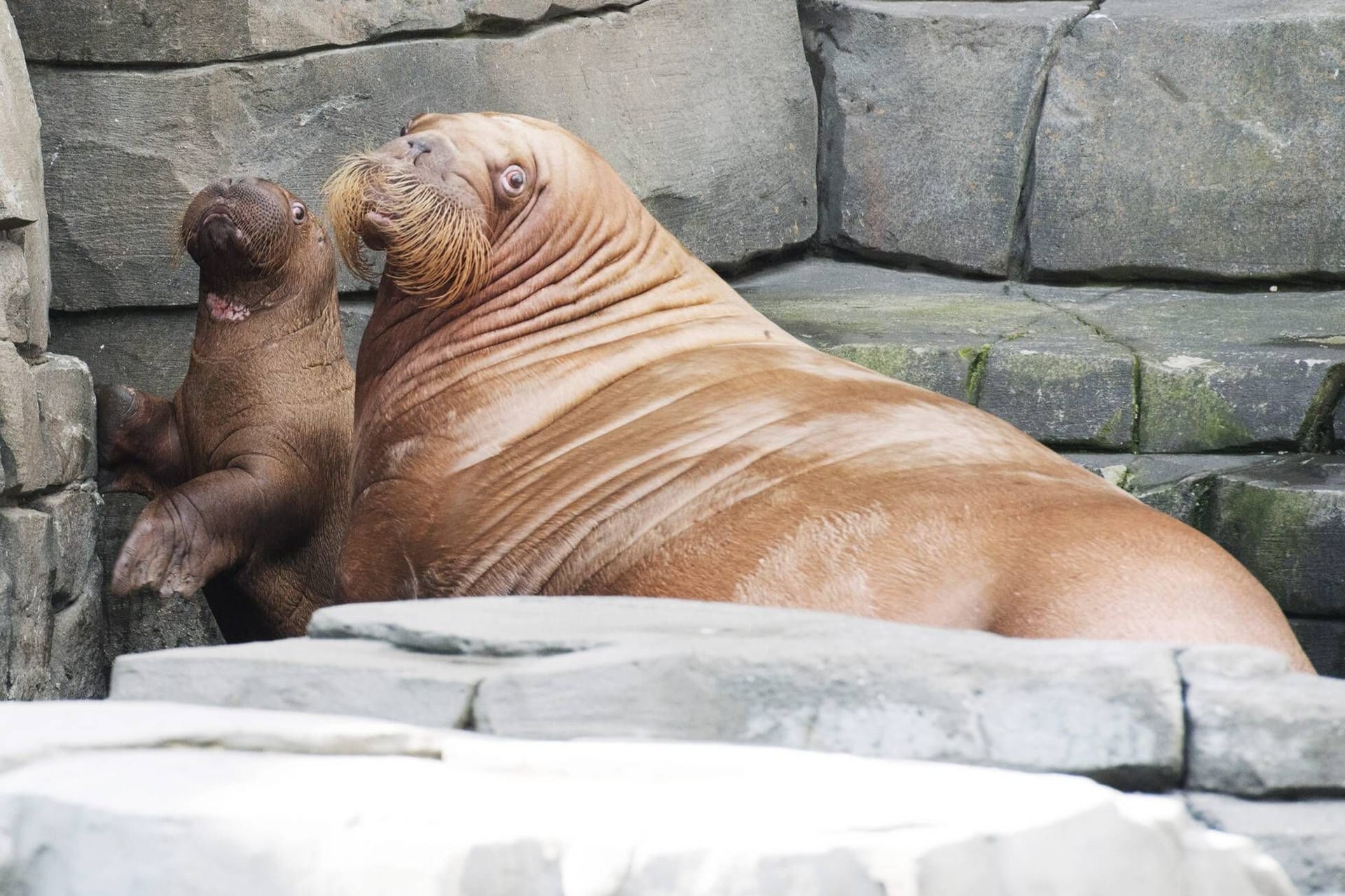 Walross Dyna mit ihrem kleinen Walrossjungen Bulle Thor Tierpark Hagenbeck (Archivbild): Im Alter von 28 ist die Walrossdame nun gestorben.