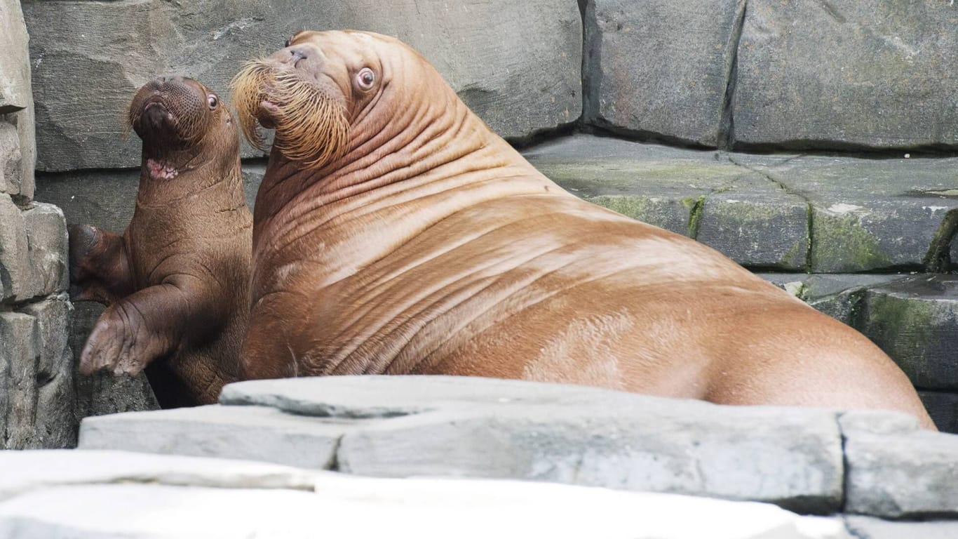 Walross Dyna mit ihrem kleinen Walrossjungen Bulle Thor Tierpark Hagenbeck (Archivbild): Im Alter von 28 ist die Walrossdame nun gestorben.