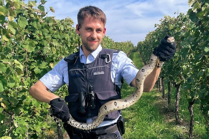 Ein Polizist hält eine Kaiserboa (boa constrictor imperator) in den Händen.