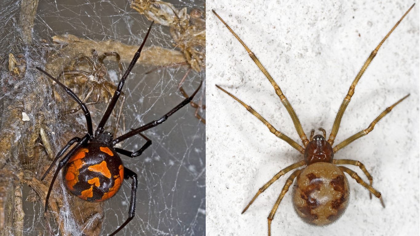 Links: Europäische Schwarze Witwe (Latrodectus tredecimguttatus); rechts: Fettspinne (Steatoda triangulosa)