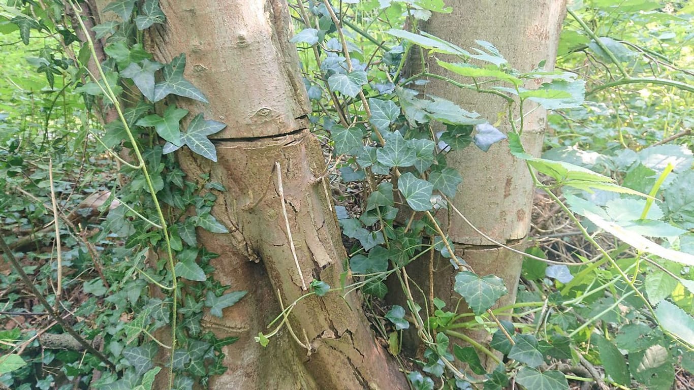 Das sogenannte Ringeln ist deutlich erkennbar. Dabei wird dem Baum die Rinde entfernt, was in den meisten Fällen zum Absterben der Pflanze führt.