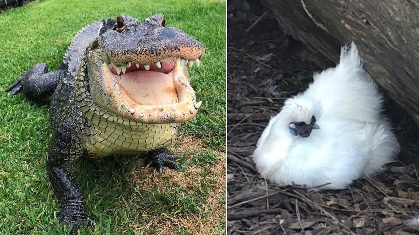 Alligator Rosco ließ sich das Zwerghuhn Betty White schmecken (Archivbild): Das Reptil habe nach dem Mahl sehr glücklich ausgesehen, behauptete der Angeklagte.