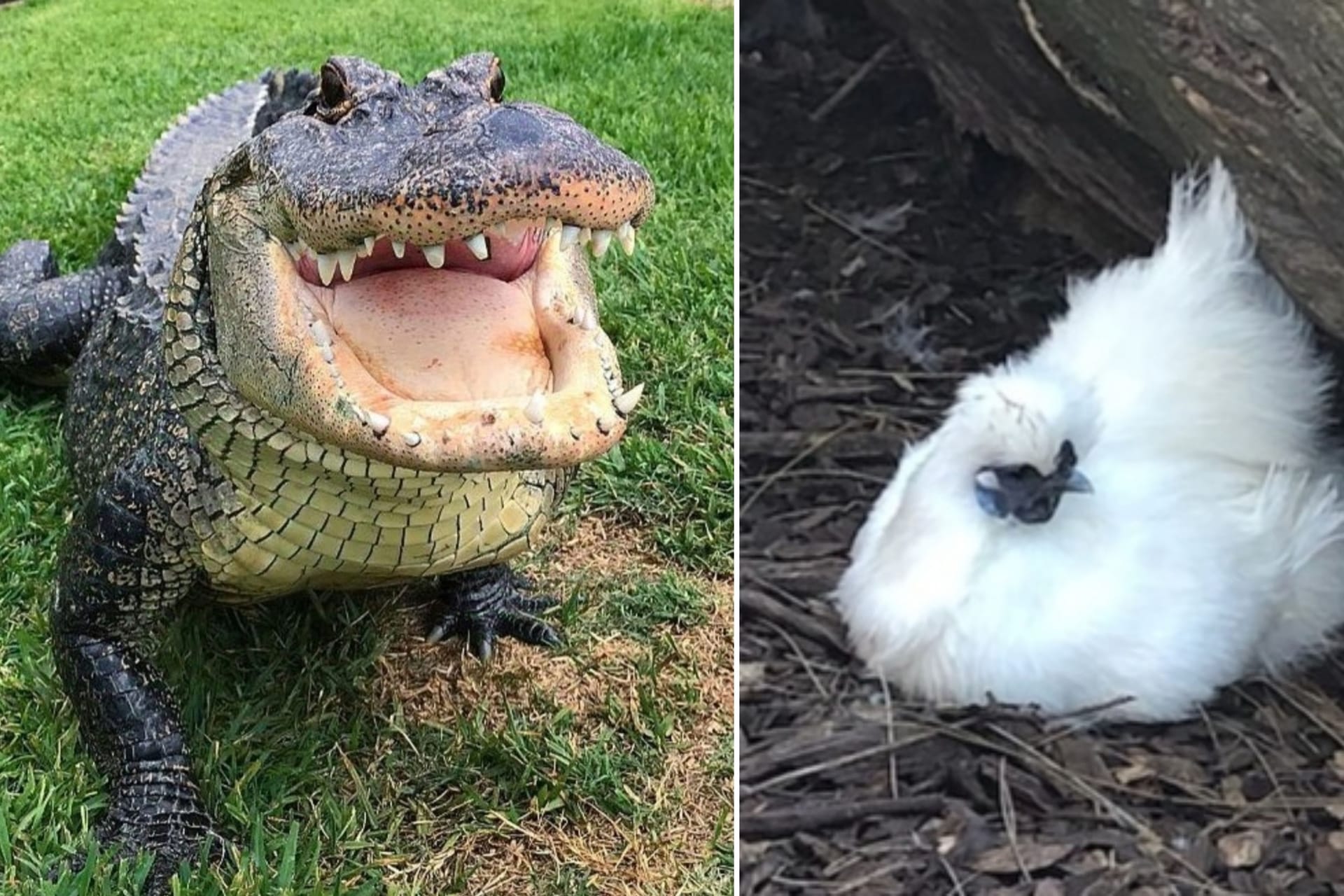 Alligator Rosco ließ sich das Zwerghuhn Betty White schmecken (Archivbild): Das Reptil habe nach dem Mahl sehr glücklich ausgesehen, behauptete der Angeklagte.