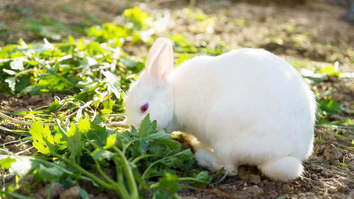 Ab wann sind Kaninchen geschlechtsreif?