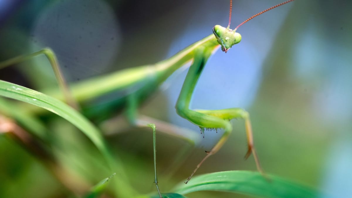 Praying mantis spreads in Cologne: Even spotted on the cathedral square