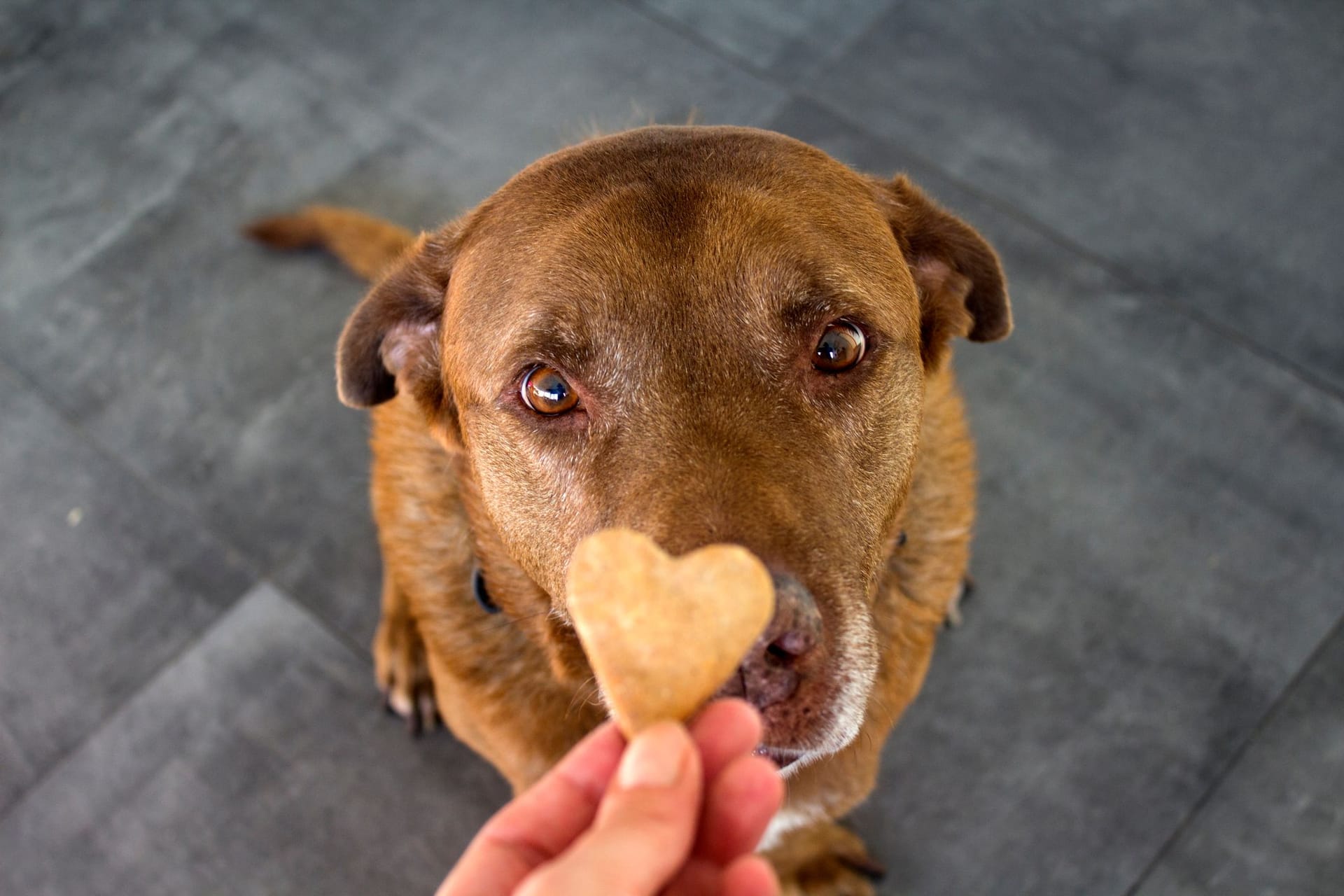 Hundesnack: Hunde lieben die Leckerlies. Doch sie belasten ihre Gesundheit.