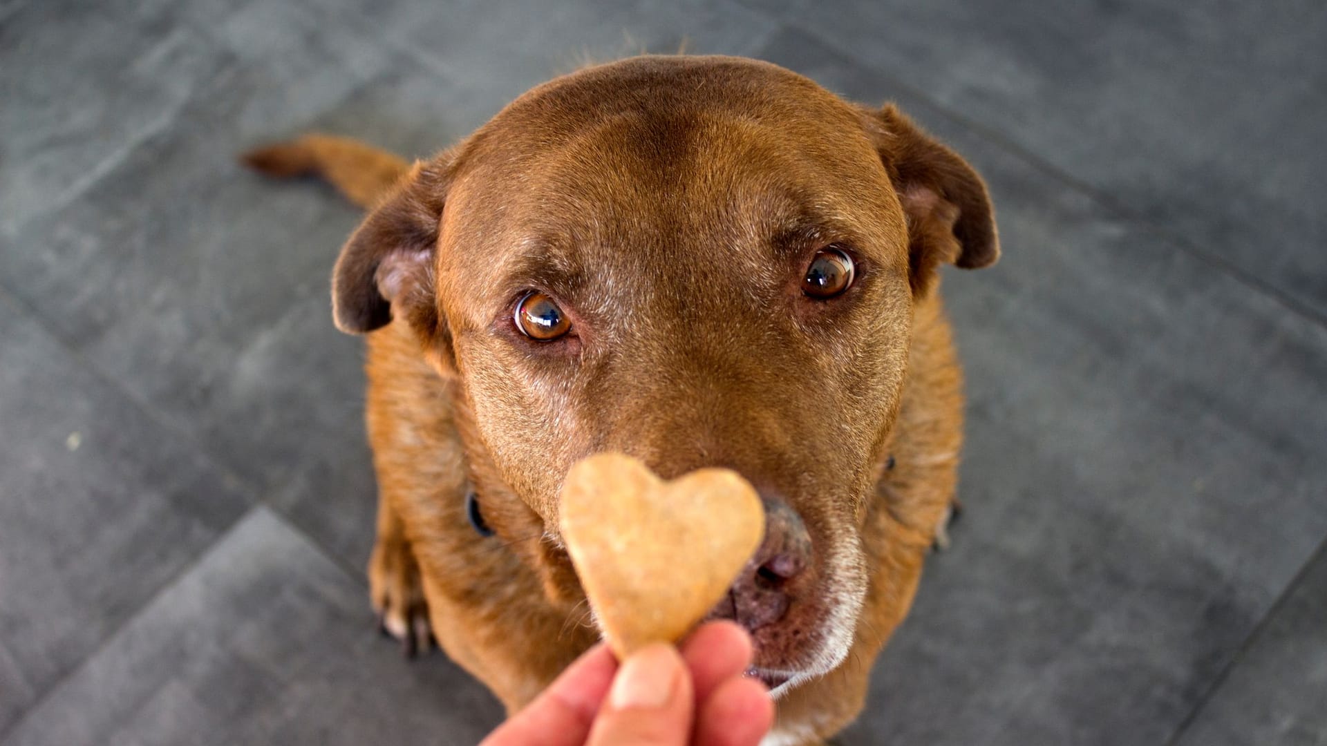 Hundesnack: Hunde lieben die Leckerlies. Doch sie belasten ihre Gesundheit.