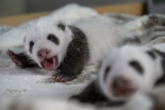 Die Panda-Zwillinge im Zoo Berlin: Die beiden wurden am 22. August 2024 geboren.