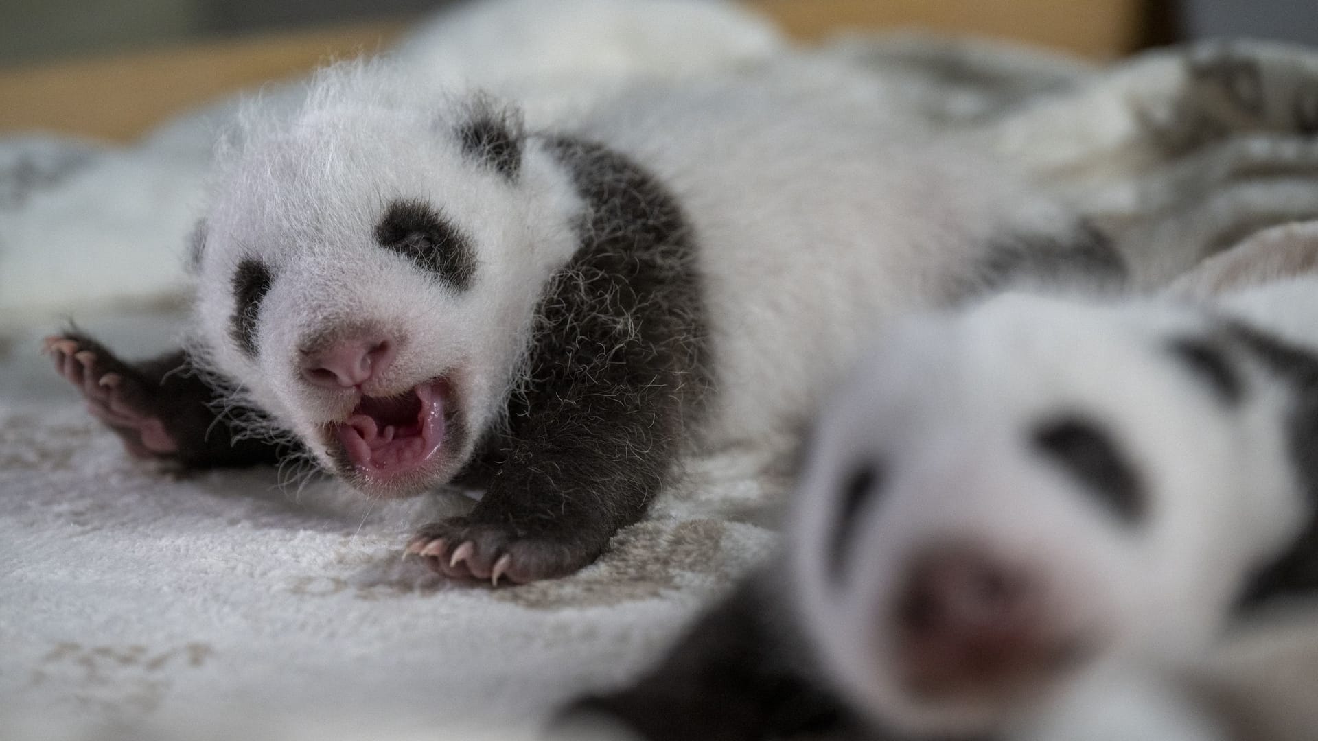 Die Panda-Zwillinge im Zoo Berlin: Die beiden wurden am 22. August 2024 geboren.