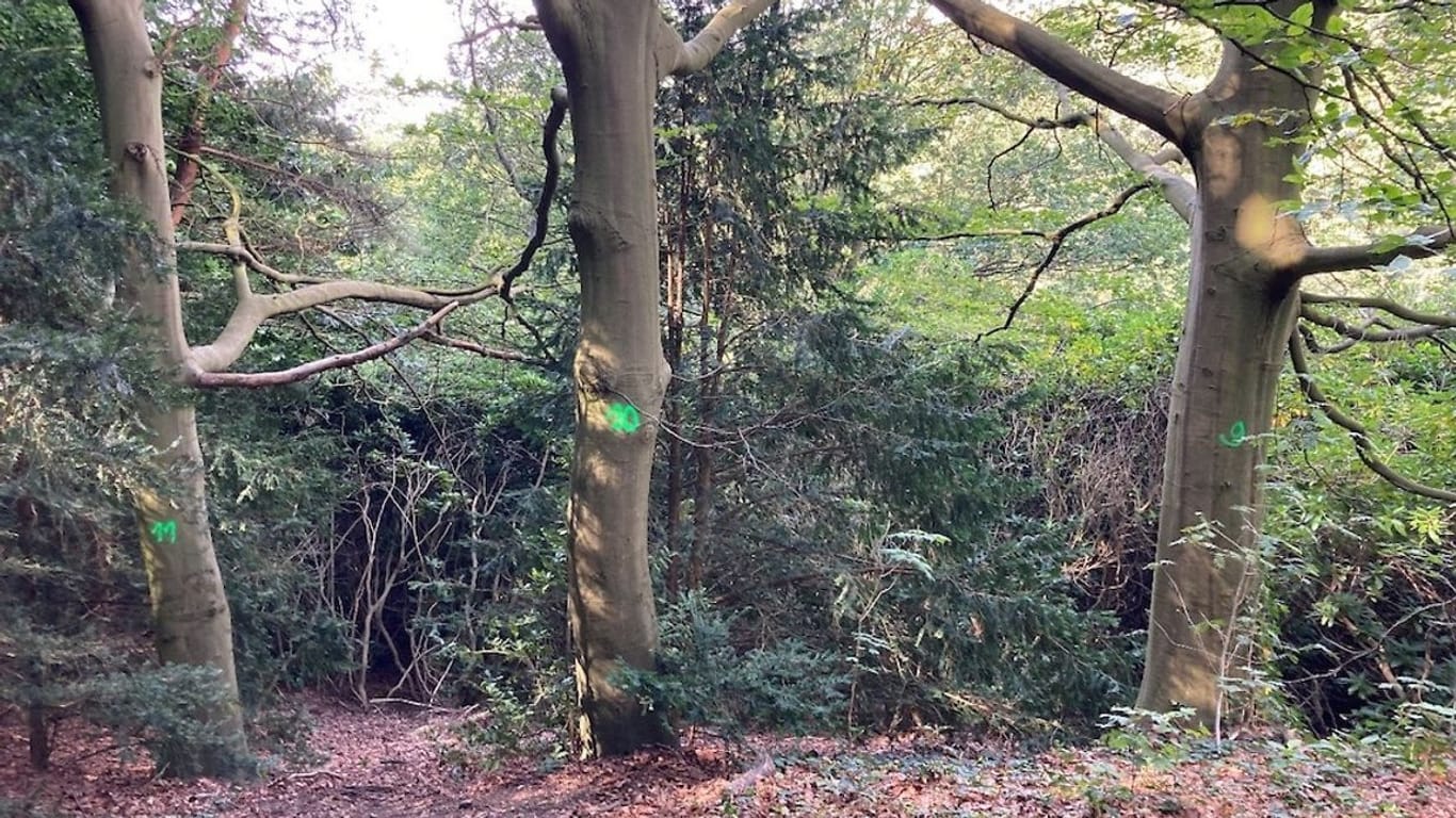 Bereits Ende August mussten 13 Bäume im Waldpark Falkenstein gefällt werden, auch sie waren angebohrt und überlebten die schweren Schäden nicht.