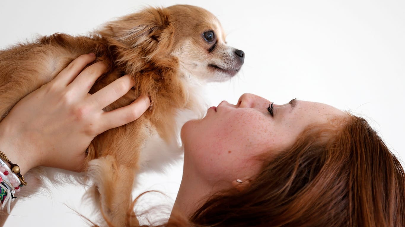 Ein Mädchen mit einem Chihuahua (Symbolbild): Für die Tochter war der Vorfall traumatisch.