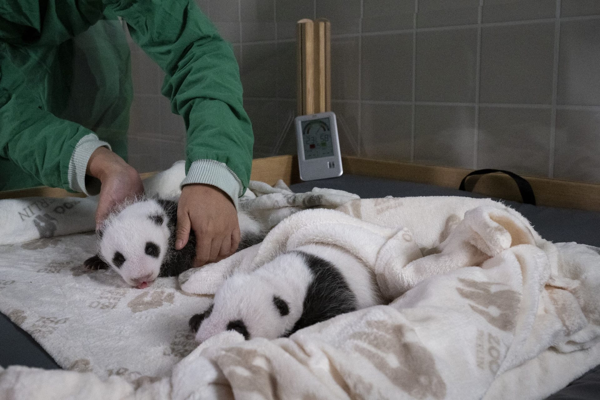 Zoo Berlin: Die Panda-Zwillinge entwickeln sich gut.