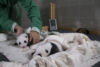 Zoo Berlin: Die Panda-Zwillinge entwickeln sich gut.