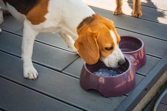 Rückrufaktion gestartet: Fressnapf ruft das Hundefutter "Premiere Meati Schinken" aufgrund möglicher Fremdkörper in der 800-Gramm-Dose zurück.