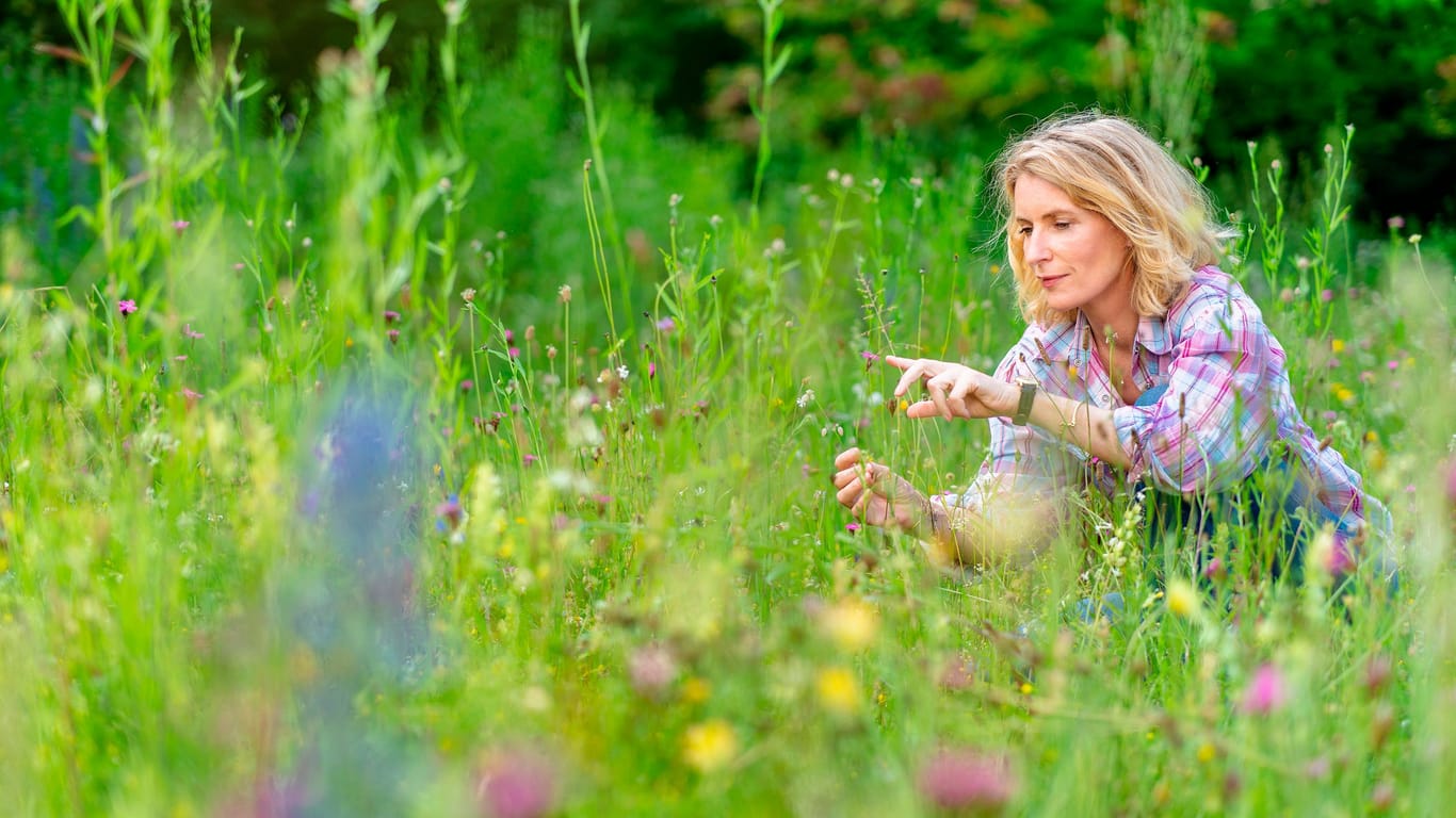 Am 30. September zeigt die ARD die Doku "Erlebnis Erde: Das Ende der Insekten?".