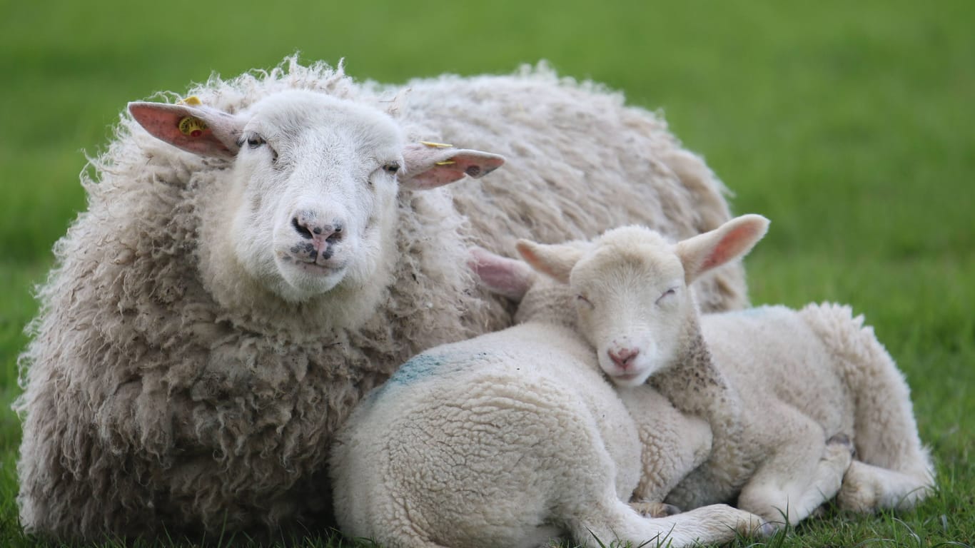 Idyll am Deich: Durch die Blauzungenkrankheit herrscht aber Aalarmstimmung bei Schäfern, das Virus rafft massenhaft Tiere dahin.