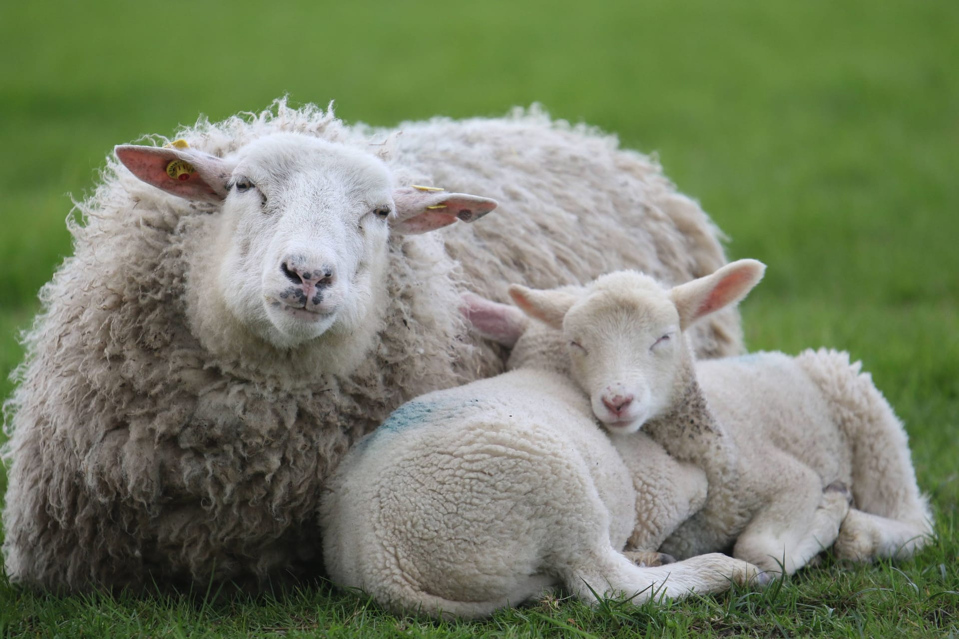 Idyll am Deich: Durch die Blauzungenkrankheit herrscht aber Aalarmstimmung bei Schäfern, das Virus rafft massenhaft Tiere dahin.