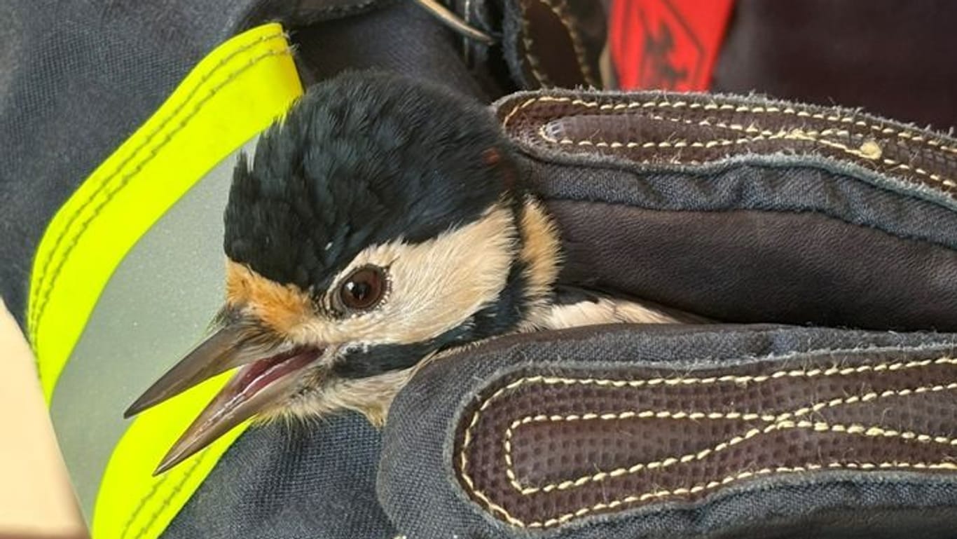 Ein Buntspecht auf Abwegen: Aus eigenen Kräften konnte sich der Vogel nicht mehr befreien, die Feuerwehr musste anrücken.