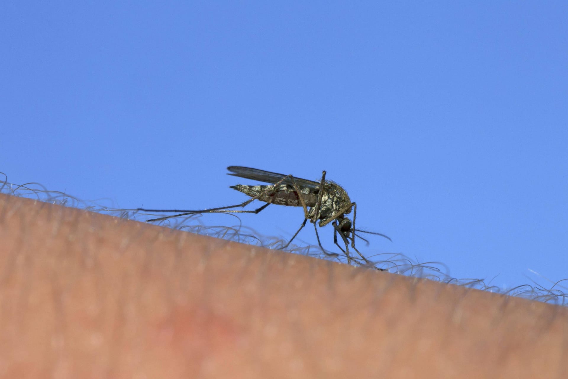 Gemeine Stechmücke: Das Virus wird unter anderem von der Culex pipiens übertragen.