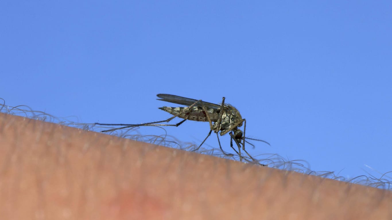 Gemeine Stechmücke: Das Virus wird unter anderem von der Culex pipiens übertragen.