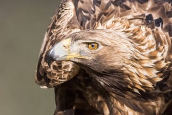 Majestätisch: Ein Steinadlerweibchen kann eine Körperlänge von bis zu einen Meter und eine Flügelspannweite von etwa zwei Metern erreichen. Die Männchen sind etwas kleiner.