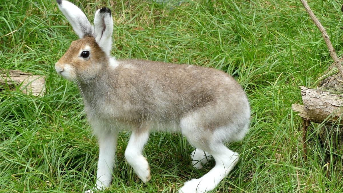 Schneehase in Hannovers Zoo: Die Tiere sind typischerweise 51 bis 55 Zentimeter groß.