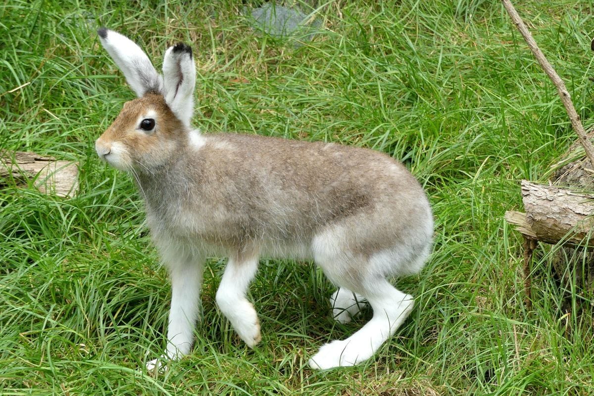 Schneehase in Hannovers Zoo: Die Tiere sind typischerweise 51 bis 55 Zentimeter groß.