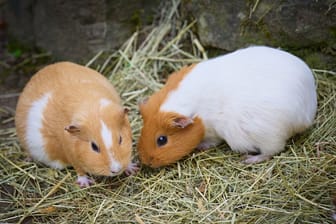 Zwei Meerschweinchen (Symbolbild): Für die Tierschützer war der Anblick traurig.