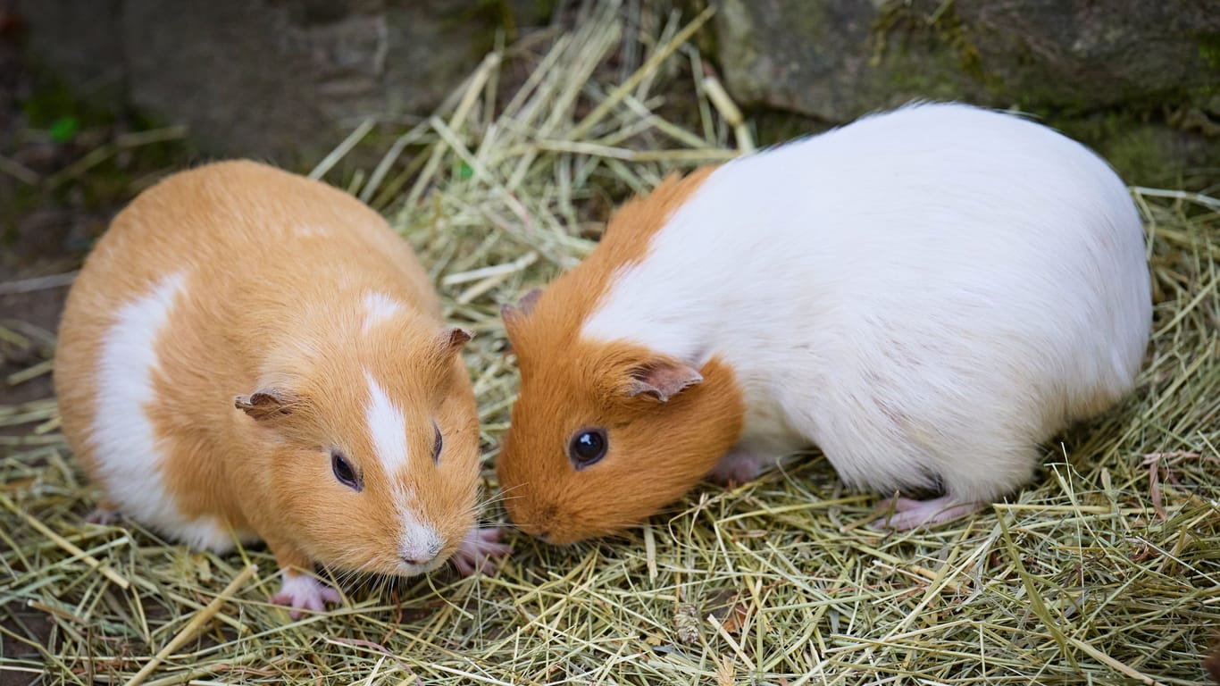 Zwei Meerschweinchen (Symbolbild): Für die Tierschützer war der Anblick traurig.