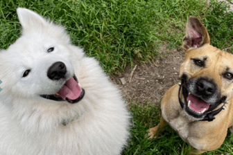 Al Pacino (l) und Tinka kamen als Fundhunde ins Tierheim Bremen. Im besten Fall werden sie gemeinsam vermittelt.