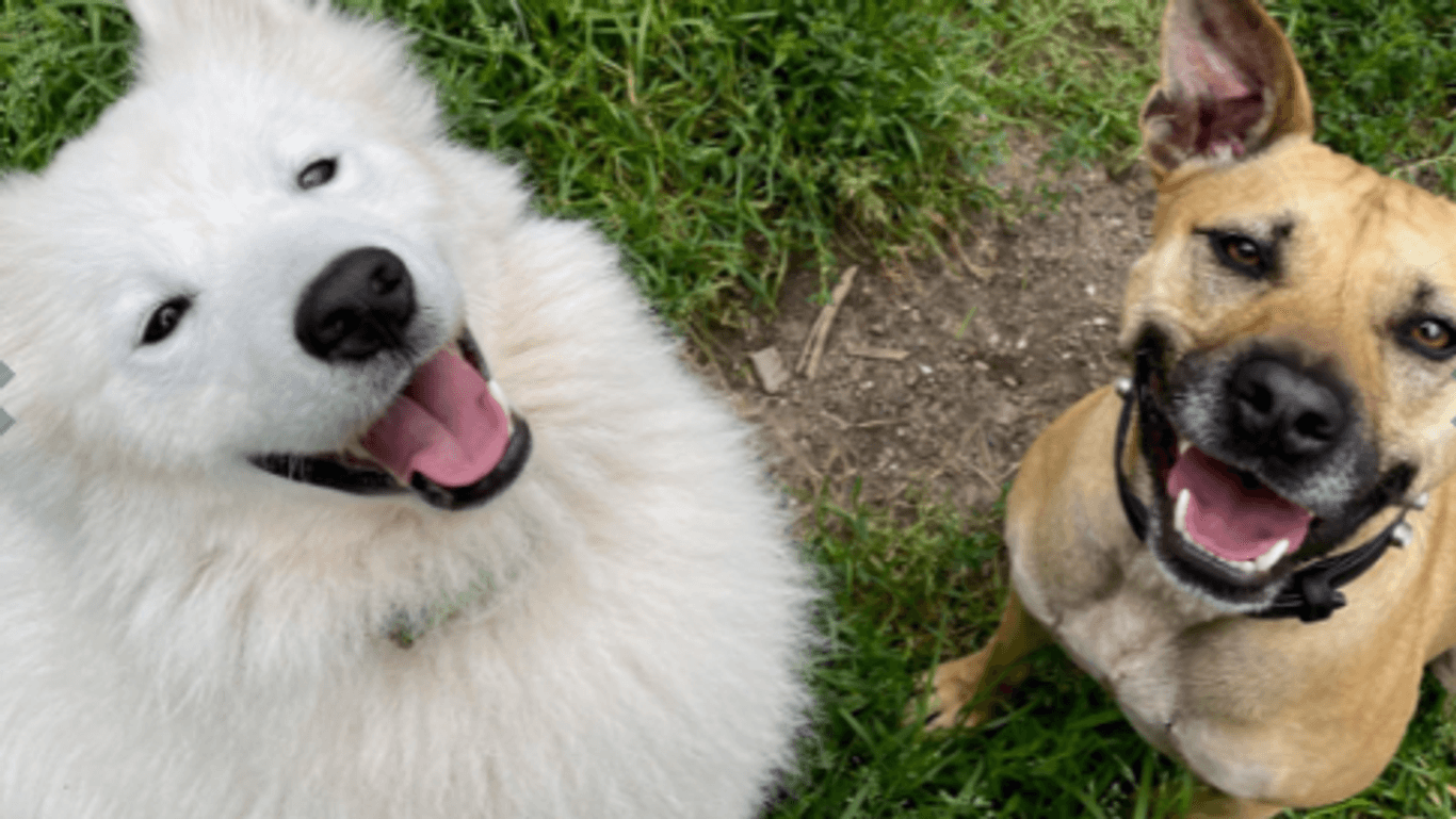 Al Pacino (l) und Tinka kamen als Fundhunde ins Tierheim Bremen. Im besten Fall werden sie gemeinsam vermittelt.