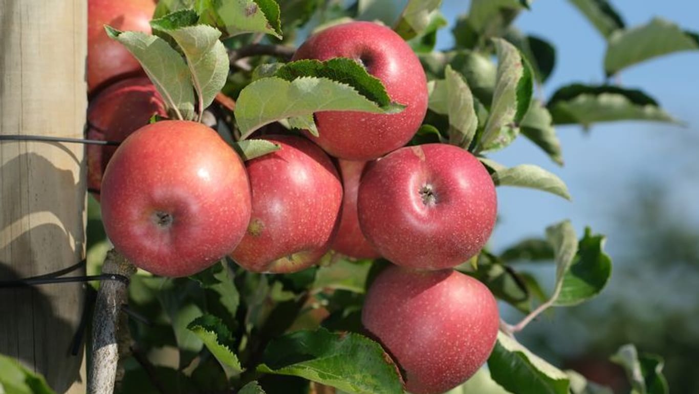 Äpfel der Sorte Santana in einem Obstbaubetrieb: Die Obstbauern sprechen von einer "beispiellosen Krise".