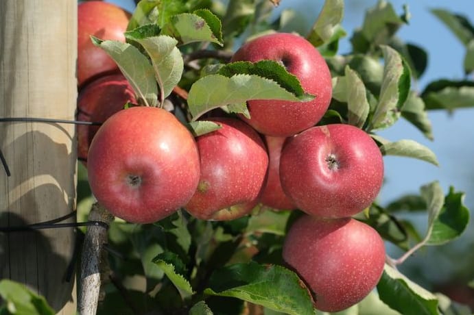 Äpfel der Sorte Santana in einem Obstbaubetrieb: Die Obstbauern sprechen von einer "beispiellosen Krise".