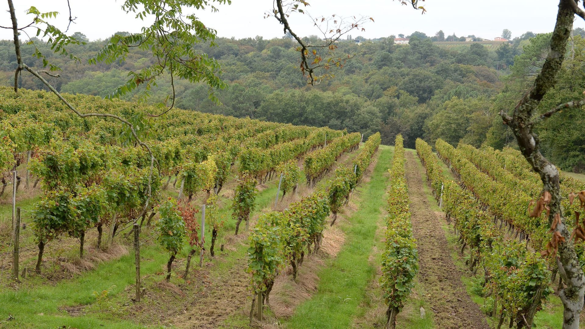 Weinanbau in Frankreich