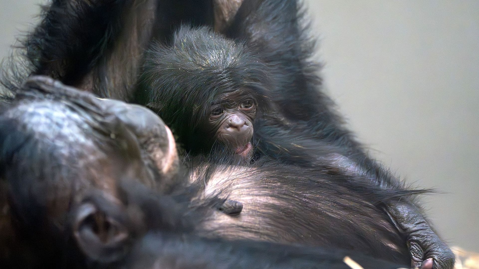 Bonobo-Nachwuchs in Stuttgart