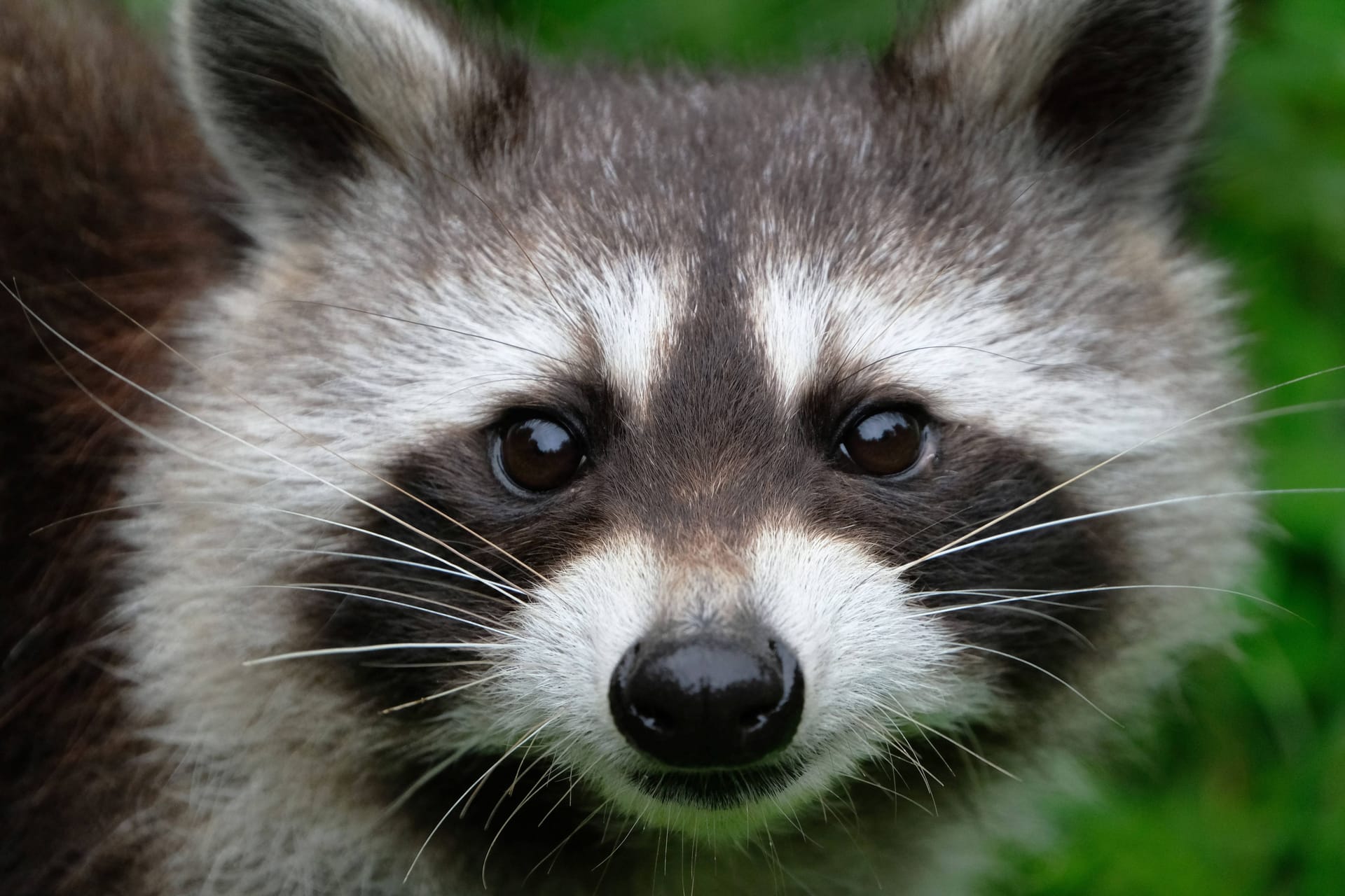 Waschbär (Symbolfoto): In Ratzeburg hatte sich ein Tier laut Polizei "häuslich niedergelassen".