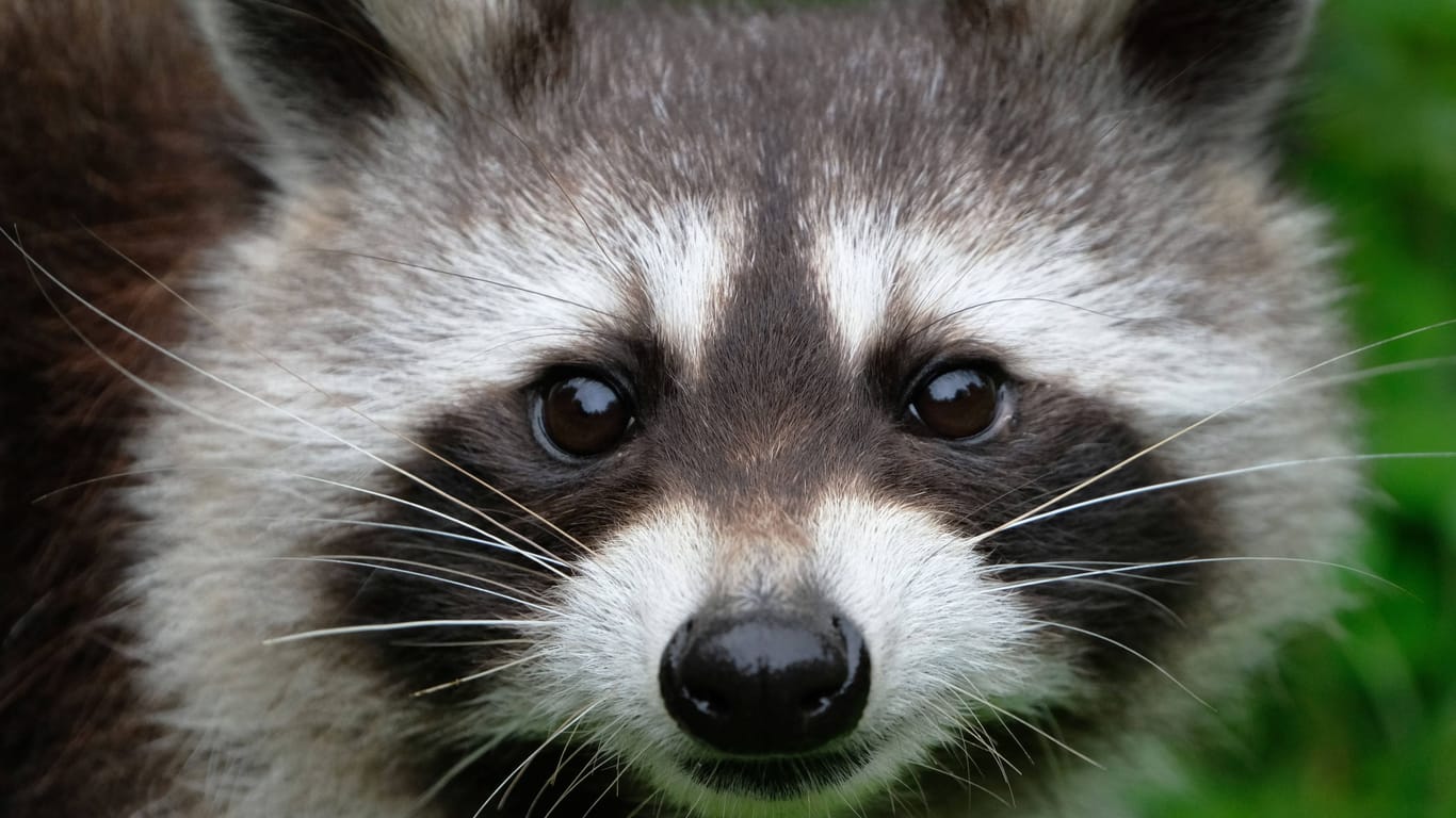 Waschbär (Symbolfoto): In Ratzeburg hatte sich ein Tier laut Polizei "häuslich niedergelassen".