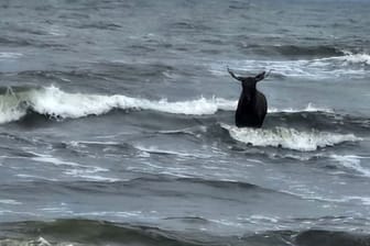 Elch steht in der Ostsee nahe Ahlbeck