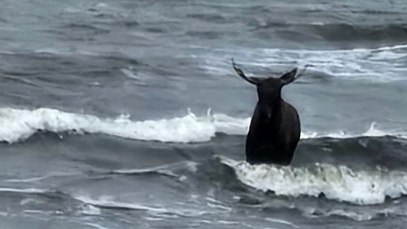 Elch steht in der Ostsee nahe Ahlbeck