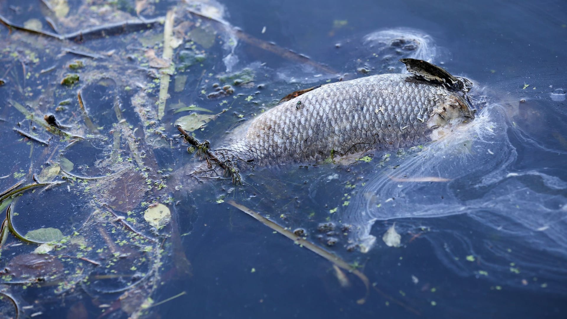 Fischsterben (Archivbild)