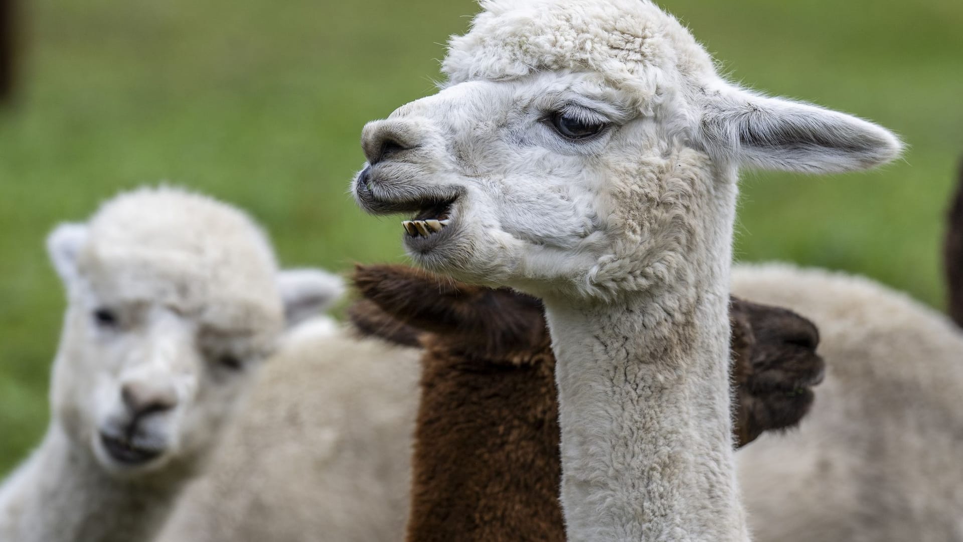 Alpabzug von Alpakas und Lamas in der Schweiz