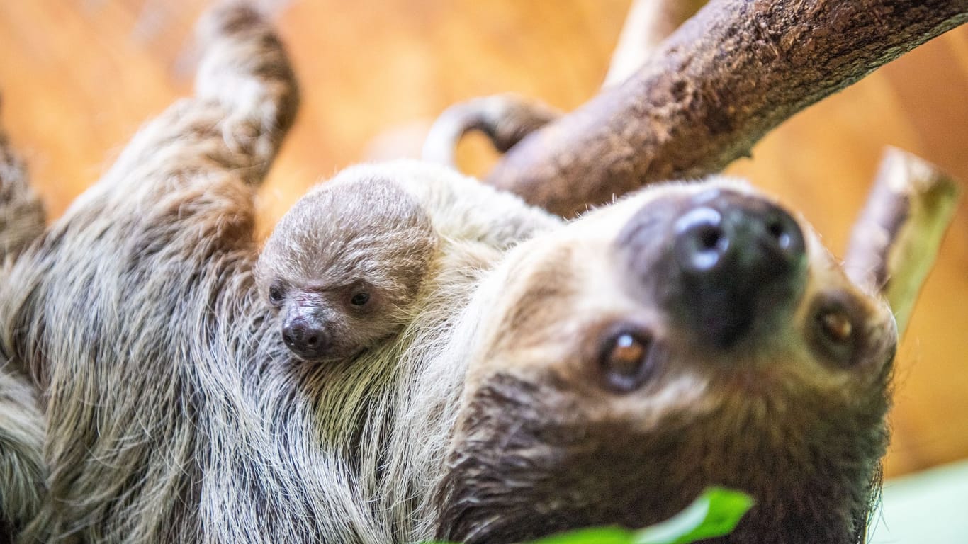 Neugeborene Jungtiere im Tierpark Nordhorn